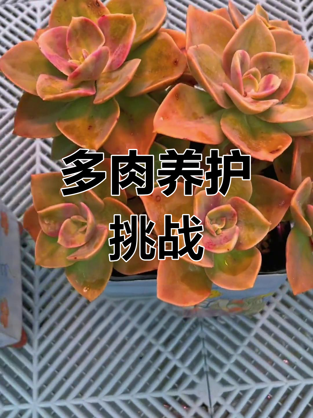 广东气候难养多肉,鹤氏与白凤易活,旭鹤夏季需小心