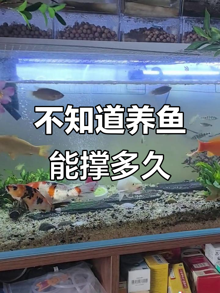 养鱼能玩多久?看你能坚持多长时间