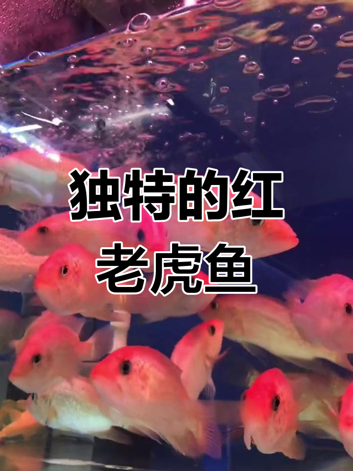 红老虎鱼:独特花纹像食用鱼的热带观赏品种