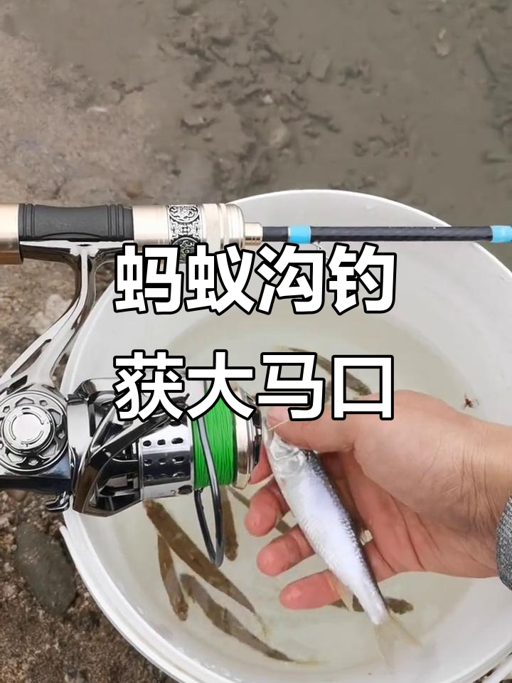蓑羽蚂蚁钩子狂拉马口,16号钩轻松搞定大鱼