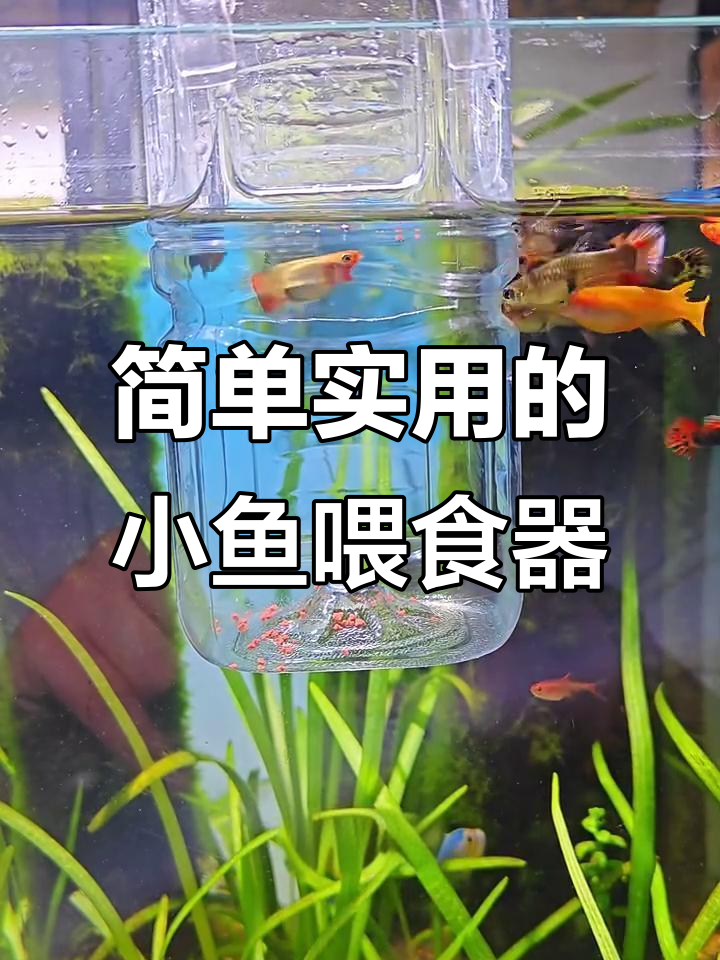 自制小鱼喂食器,避免鱼粮污染水质