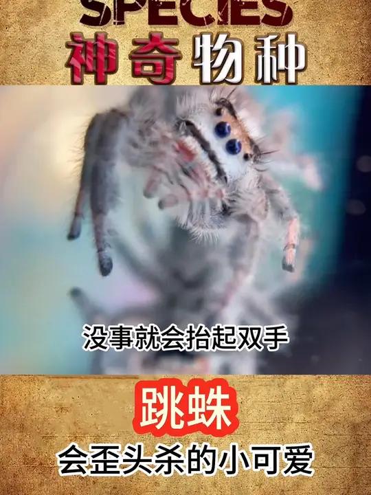 一只蜘蛛竟然会歪头杀 它还会记得你,会看清你,吃的少,养起来又简单,你想不想养一只呢?奇妙