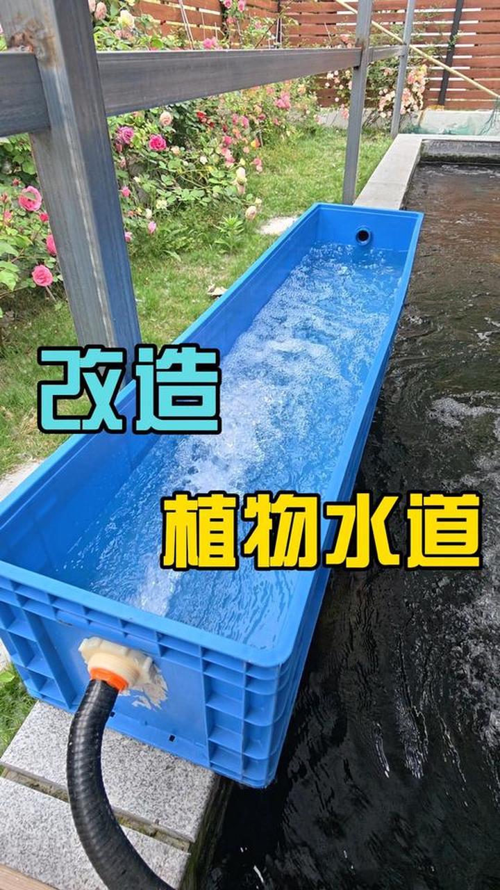 改造锦鲤鱼池的植物水道，实现生态过滤效果