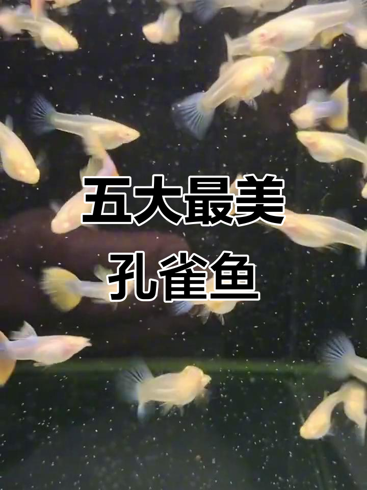 五种孔雀鱼,哪种最适合你?