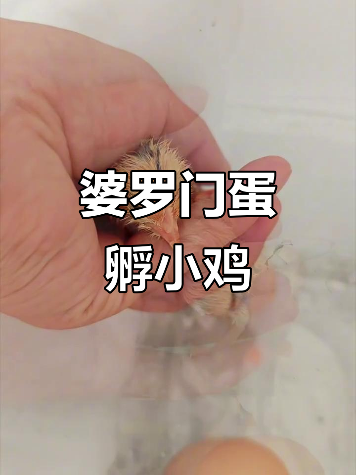 小鸡孵化全过程揭秘，21天出壳的可爱瞬间
