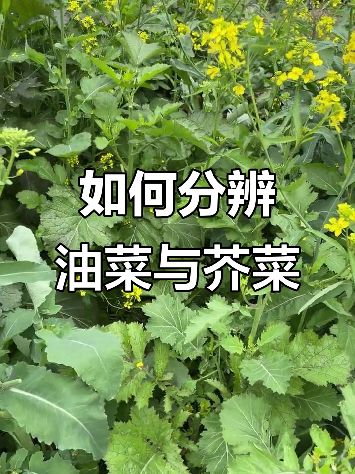 油菜和芥菜的区分，一看就懂！