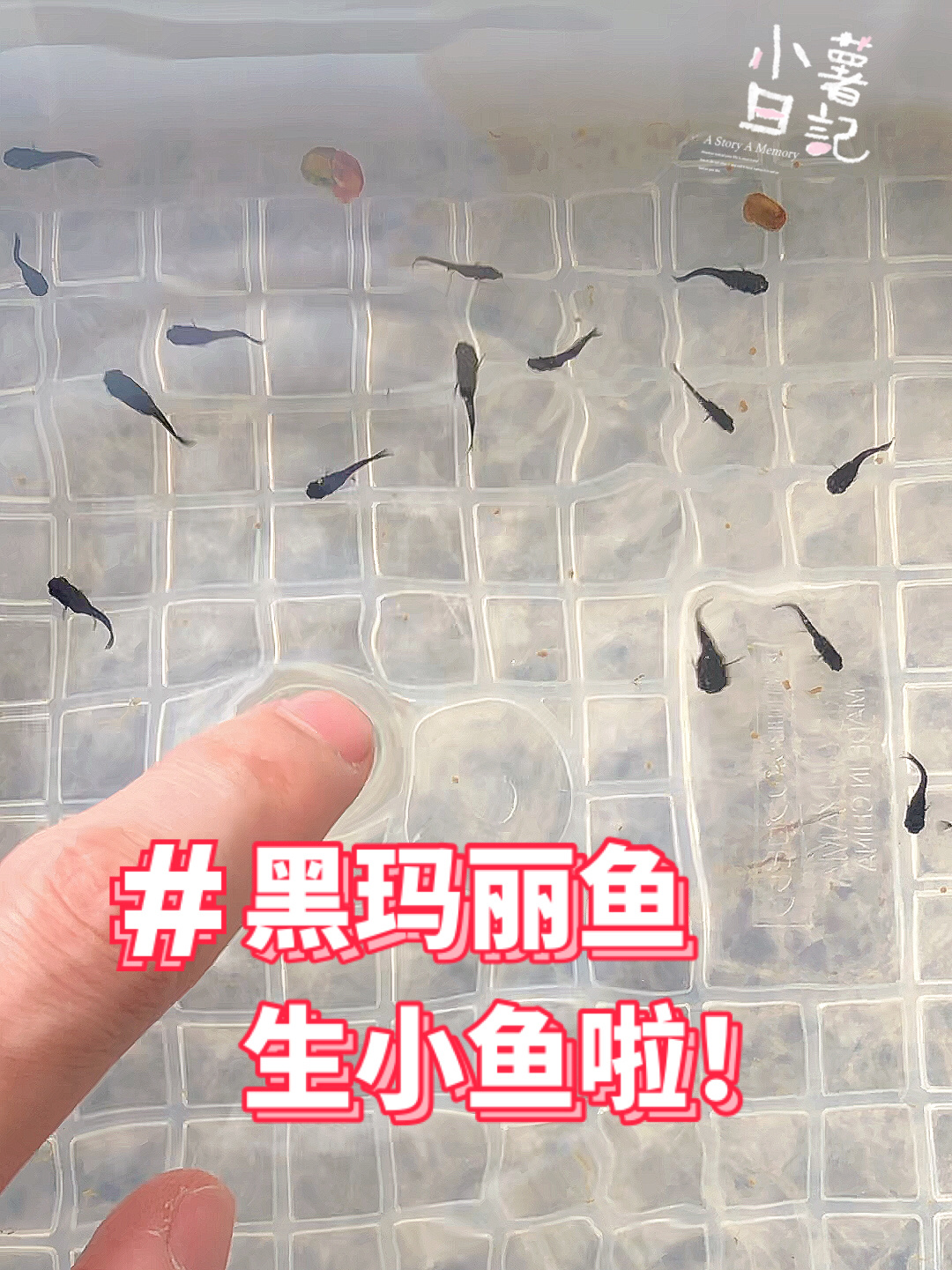 黑玛丽鱼生小鱼仔啦!