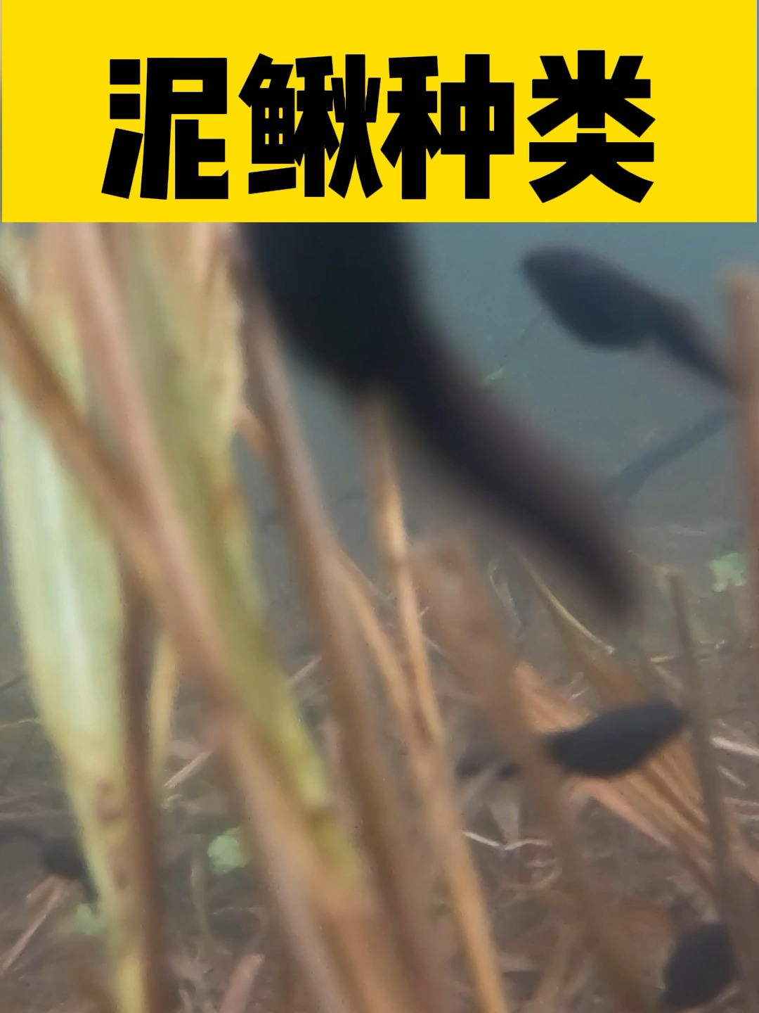 常见的21类泥鳅品种