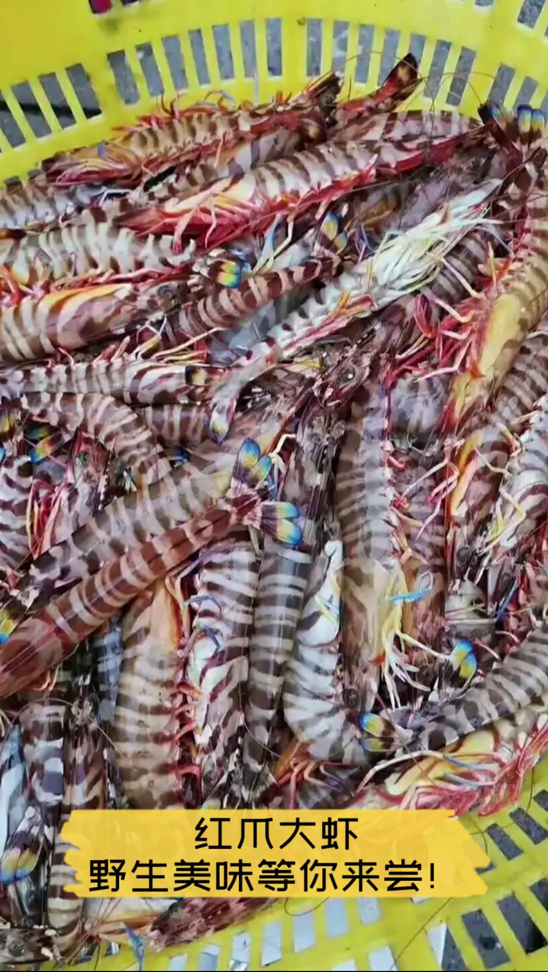 红爪大虾,野生美味等你来尝!