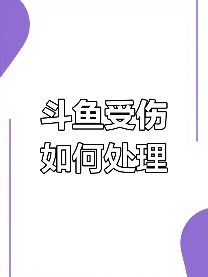 中国斗鱼打架受伤怎么办?快速恢复技巧
