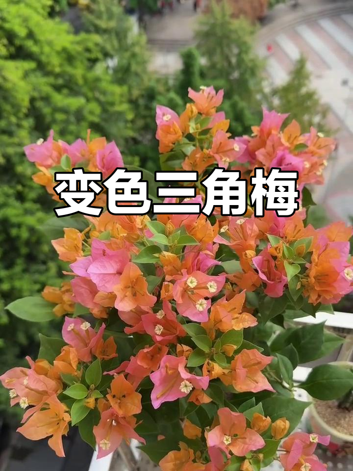 三角梅变色龙,花朵颜色变幻莫测