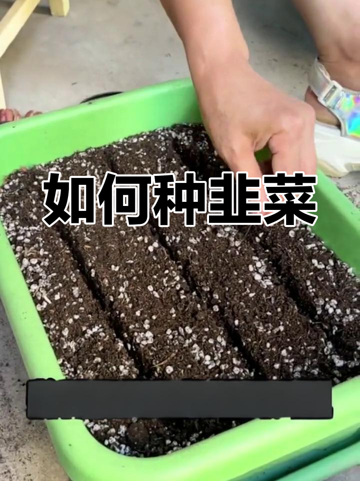 韭菜种子种植全攻略