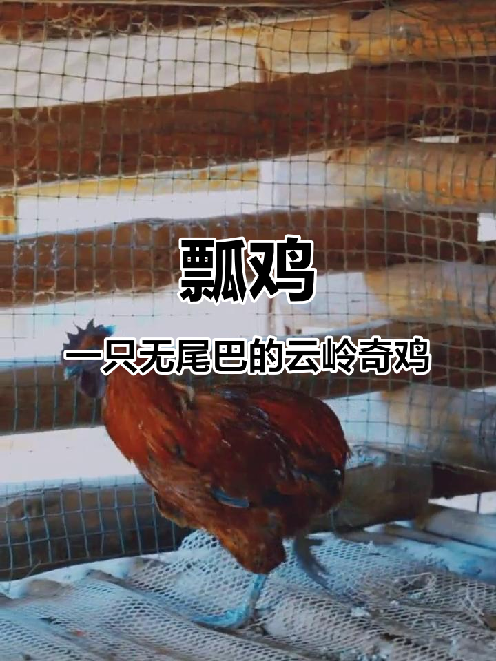 云南六大名鸡之一：瓢鸡的生态生活与成长历程