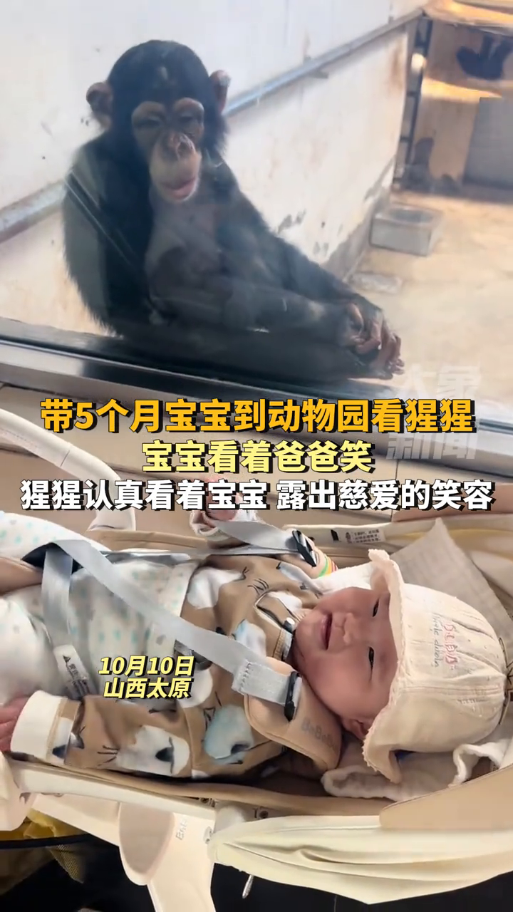 家长带5个月宝宝到动物园看猩猩,猩猩认真看着宝宝露出慈爱笑容