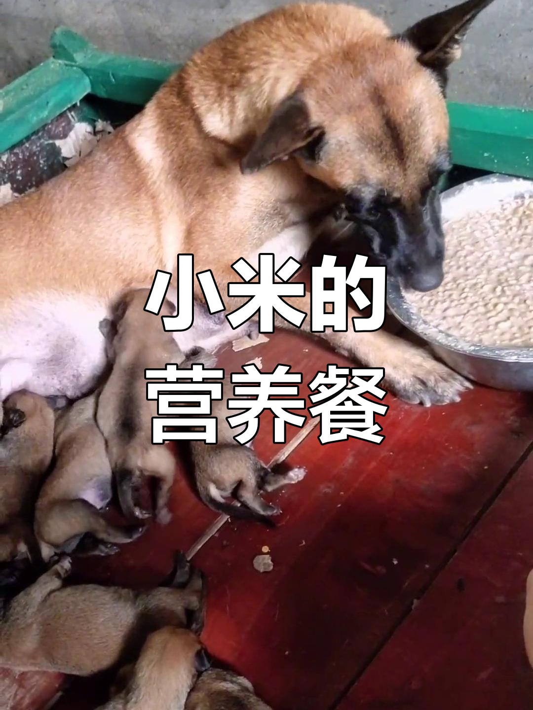 小米的精致早餐:鲫鱼汤与鸡蛋