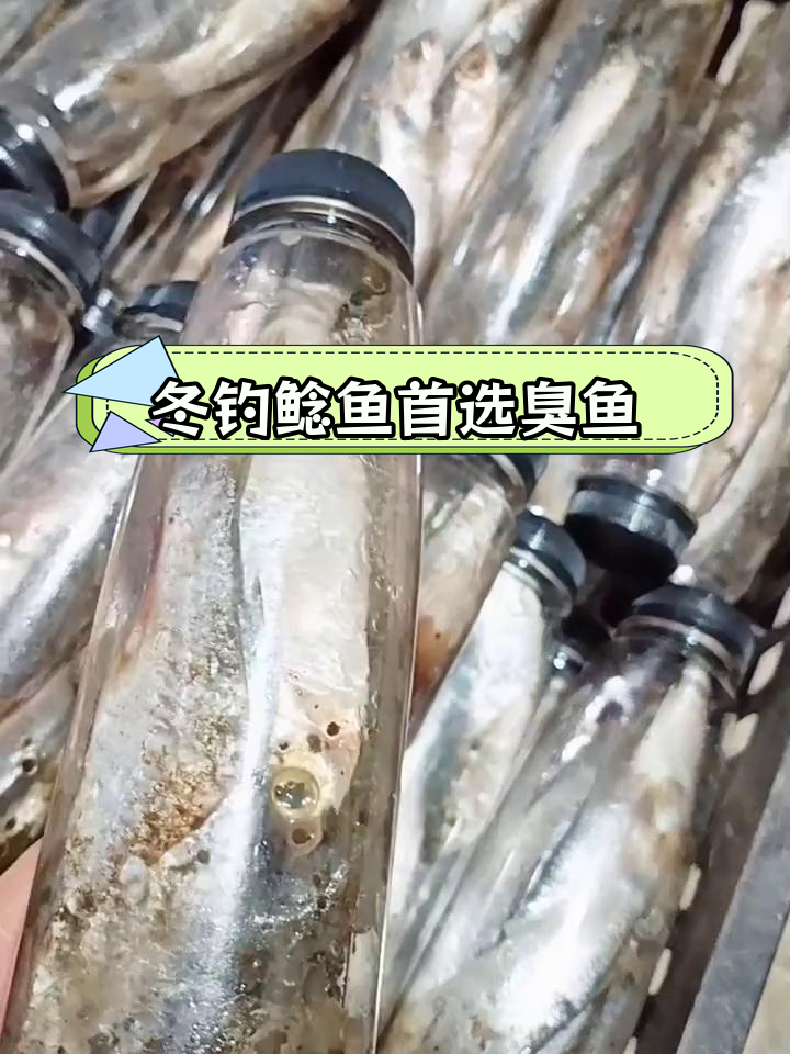 冬季钓鲶鱼必备技巧:臭鱼饵效果最佳