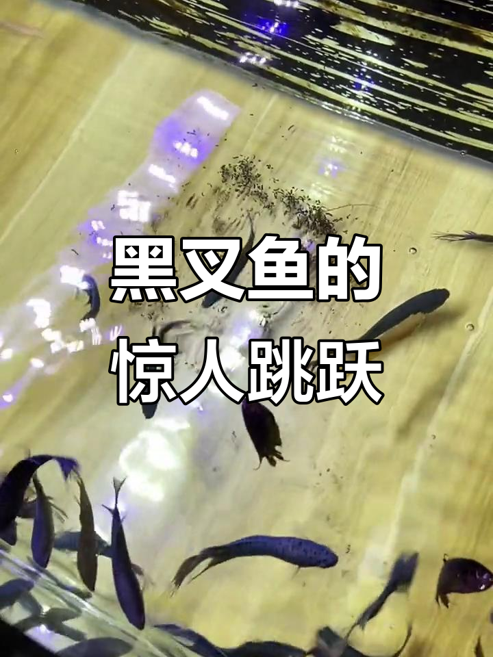 昨晚刚入缸,黑叉鱼一早跳出水面,弹跳力超乎想象!