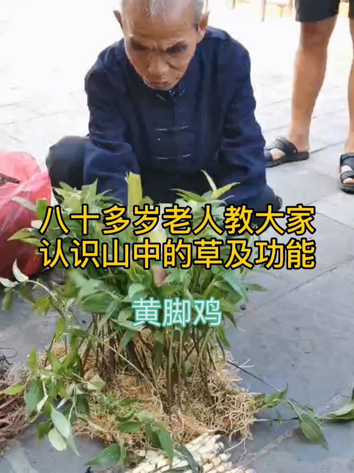 黄脚鸡,有什么功能?