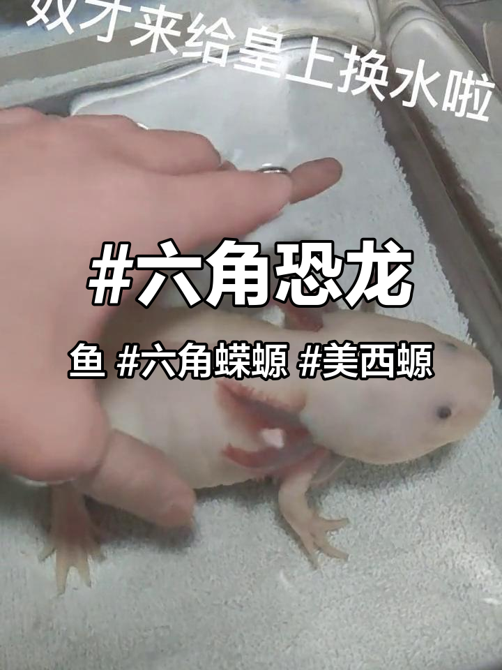 #六角恐龙鱼 #六角蝾螈 #美西螈