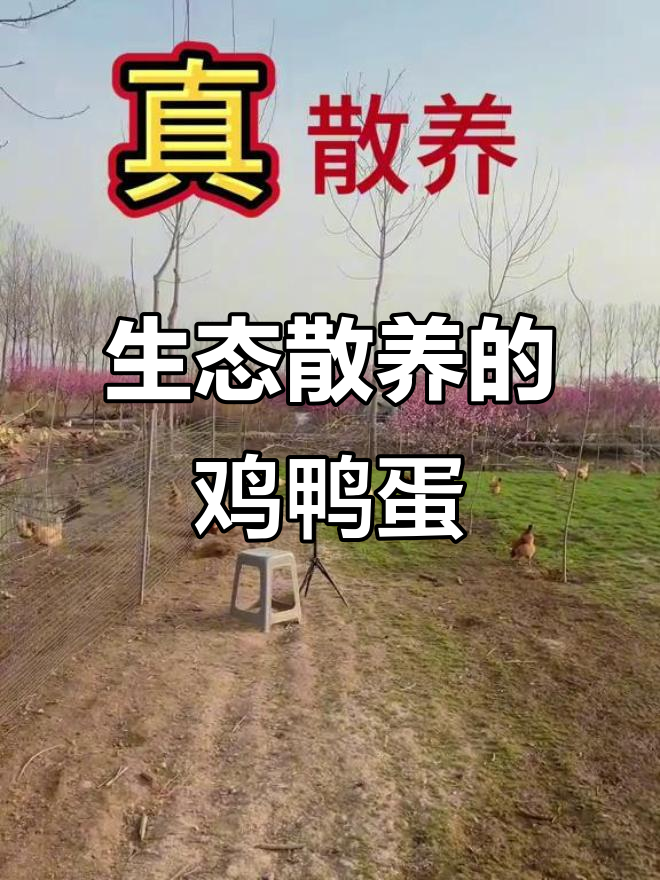散养鸡鸭鹅,秋天草地上的自由生活