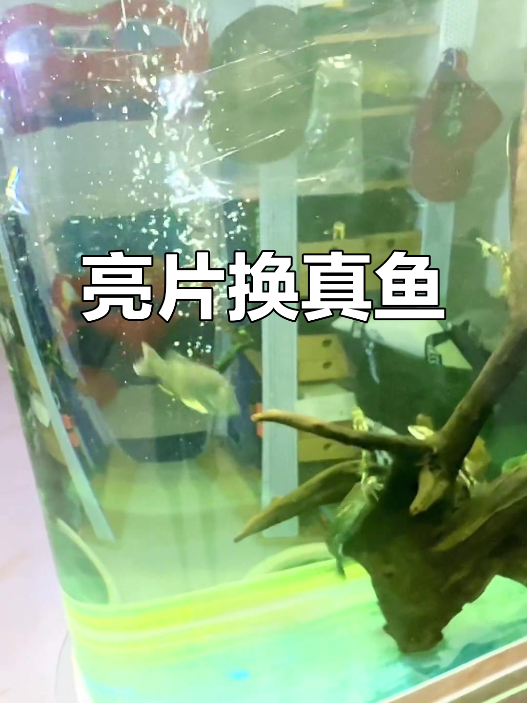 用假饵钓太阳鱼,竟然这么简单!