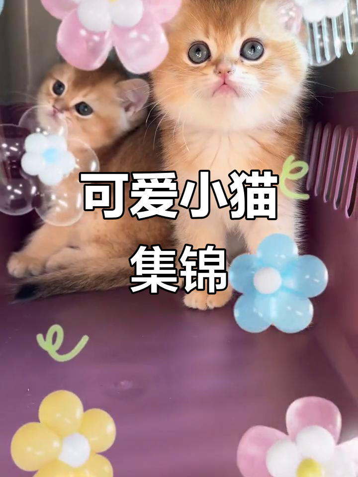 超哥收的三只小猫咪,奶茶色、金渐层萌态十足