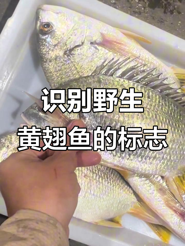 如何分辨野生黄翅鱼的特征,学会这些技巧轻松辨别