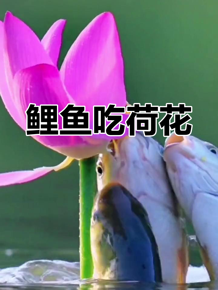 鲤鱼与荷花的美丽邂逅,自然界的和谐画面