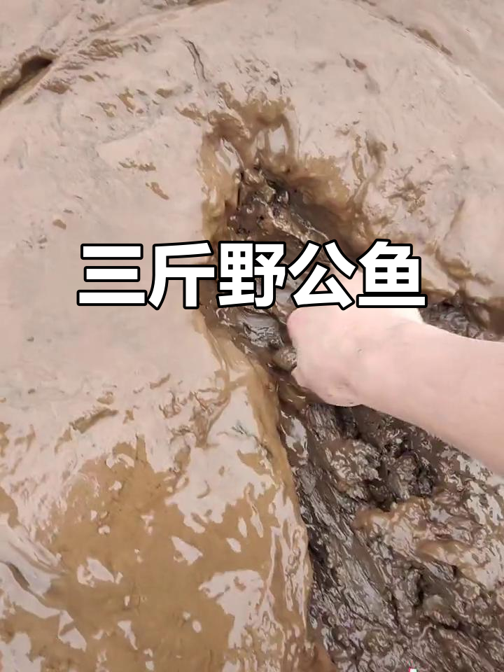 野生大公鱼,三斤多超漂亮!