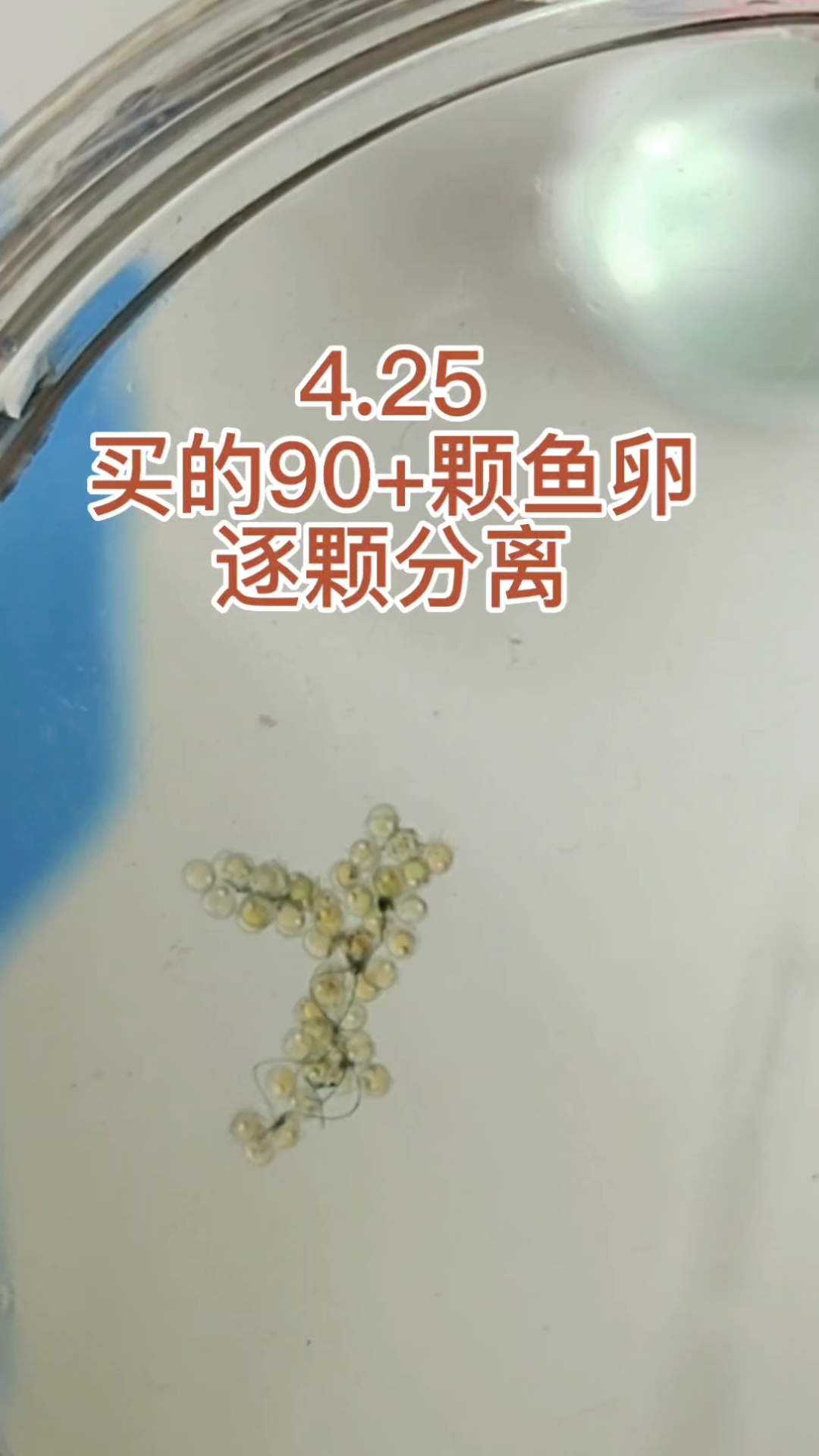 从鱼卵开始孵化成小鱼
