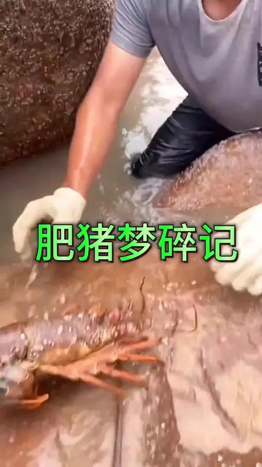 今天我们用半头猪打窝,本来心想会收获满满,没想到抽干水坑抓到的鱼获还不够打我钱,本来是有的