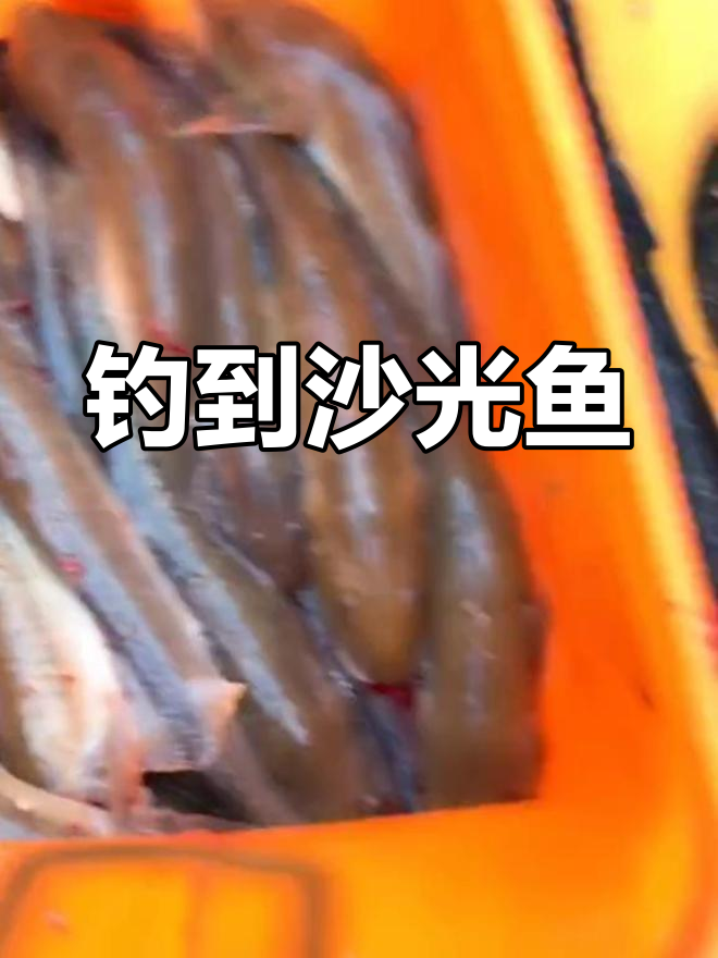 连云港钓鱼收获沙光鱼