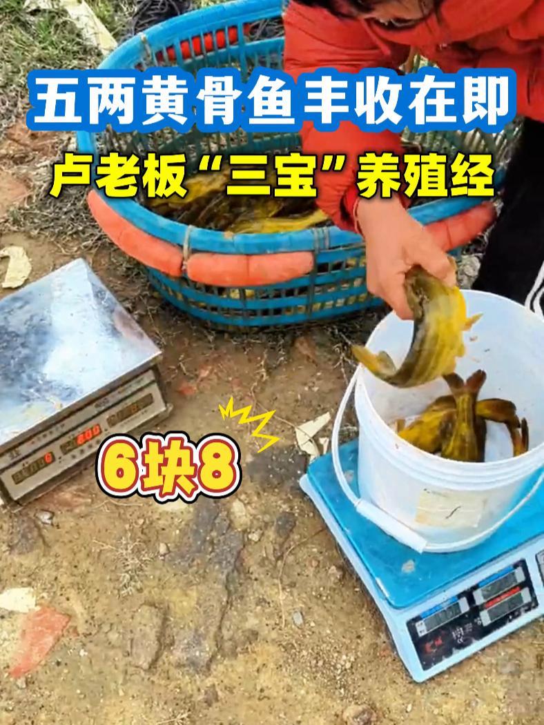 5两黄骨鱼丰收在即,卢老板“三宝”养殖经!黄颡鱼养殖 龙昌三宝 龙昌一线案例 龙昌动保旗舰
