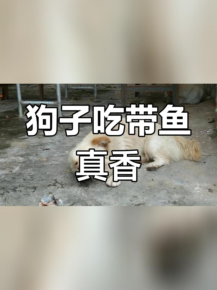 狗狗享受带鱼美味,表情超满足