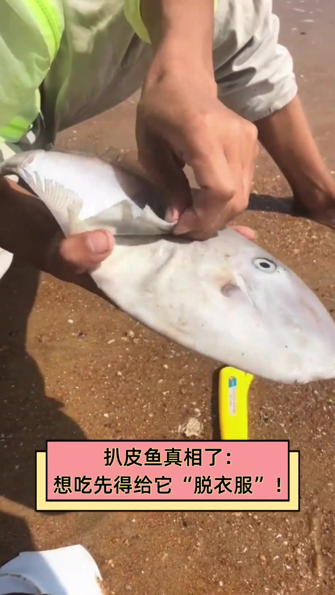 扒皮鱼真相了:想吃先得给它“脱衣服”!