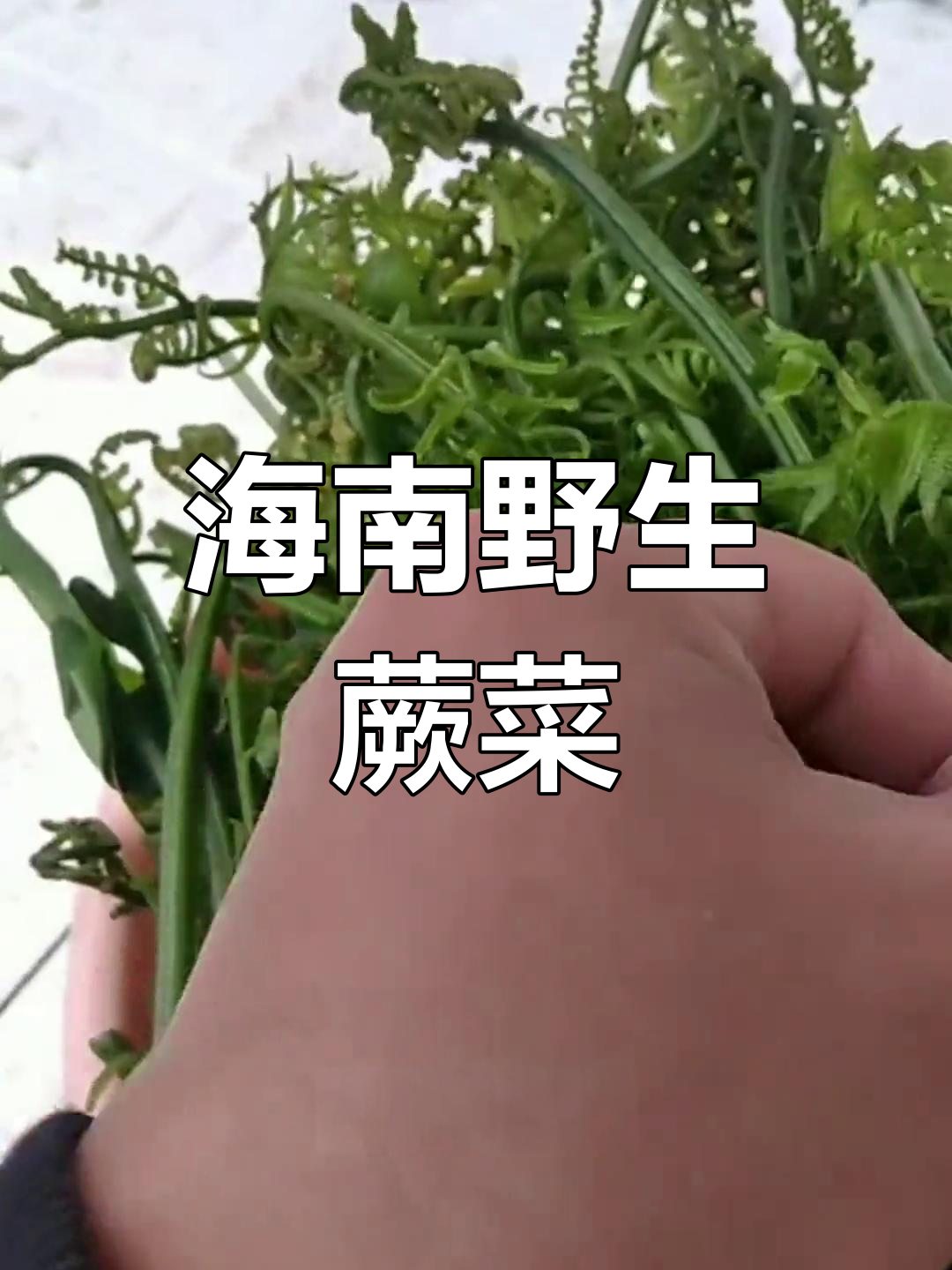 海南屯昌野蕨菜,深山老林里的美味你尝过吗?