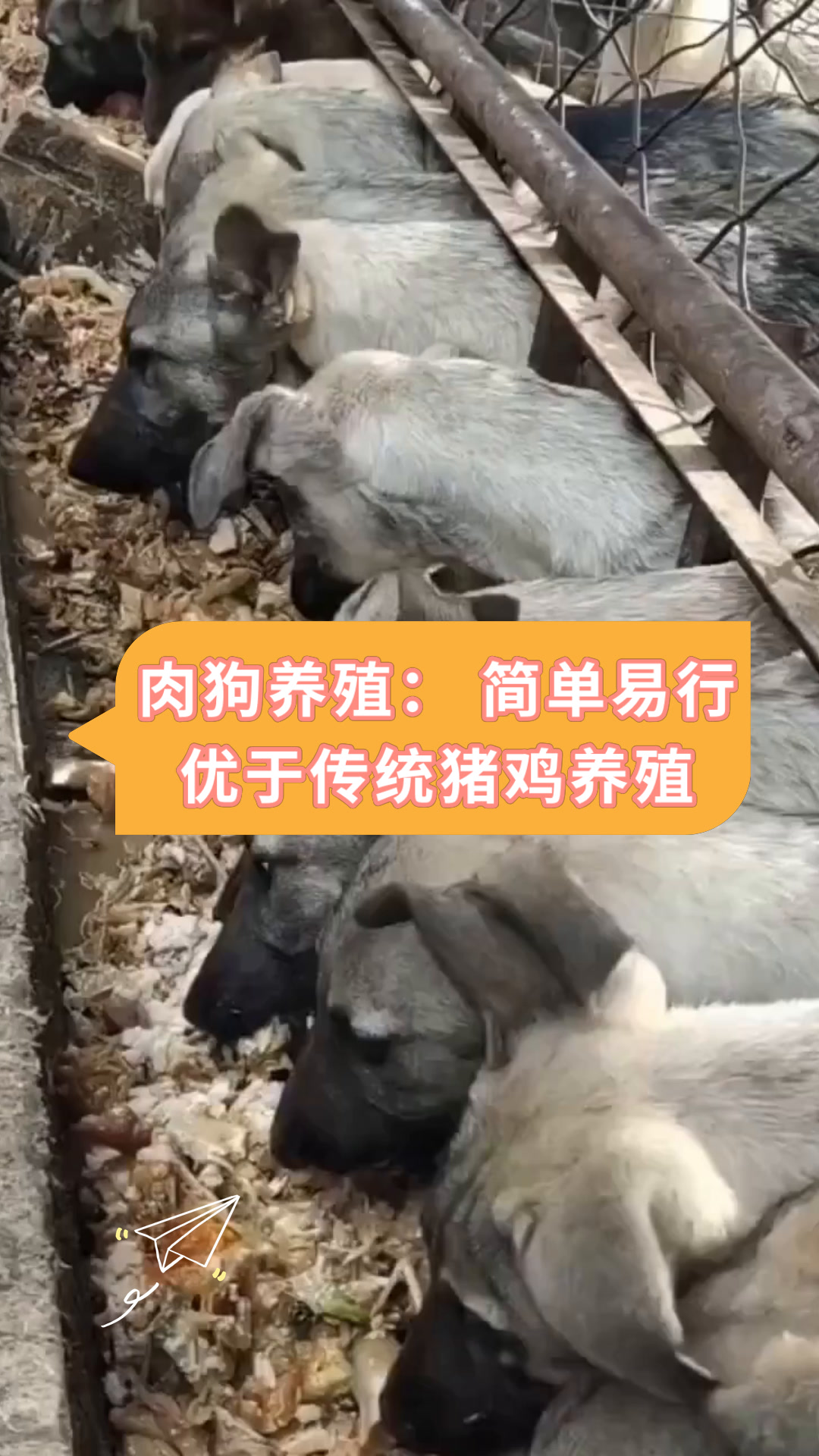 肉狗养殖:简单易行优于传统猪鸡养殖