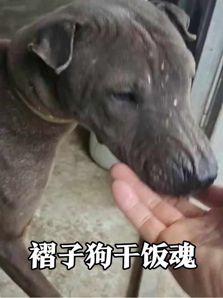 沧桑狗狗逆袭记:铁链锁不住干饭魂,摸头杀秒变粘人精