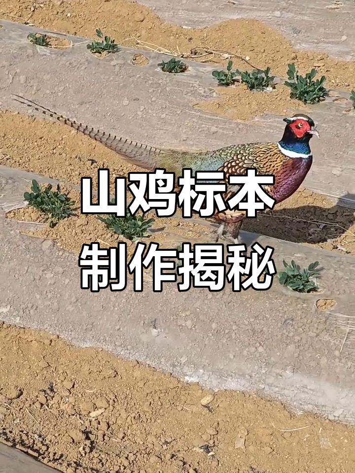 真实还原山鸡标本，保护鸟类从细节做起