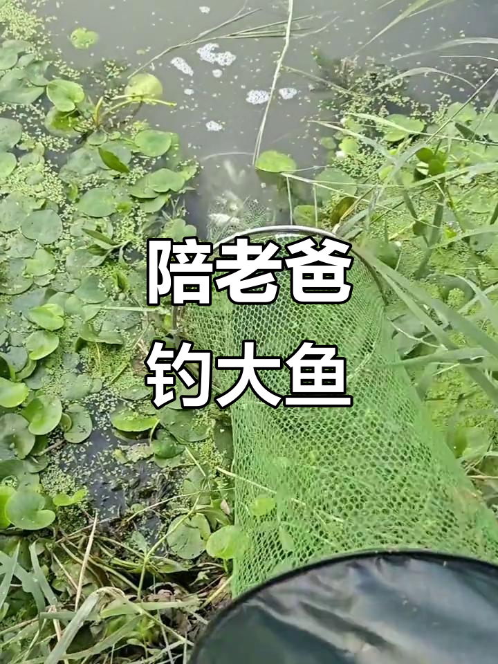 父子钓鱼,河边乐趣多