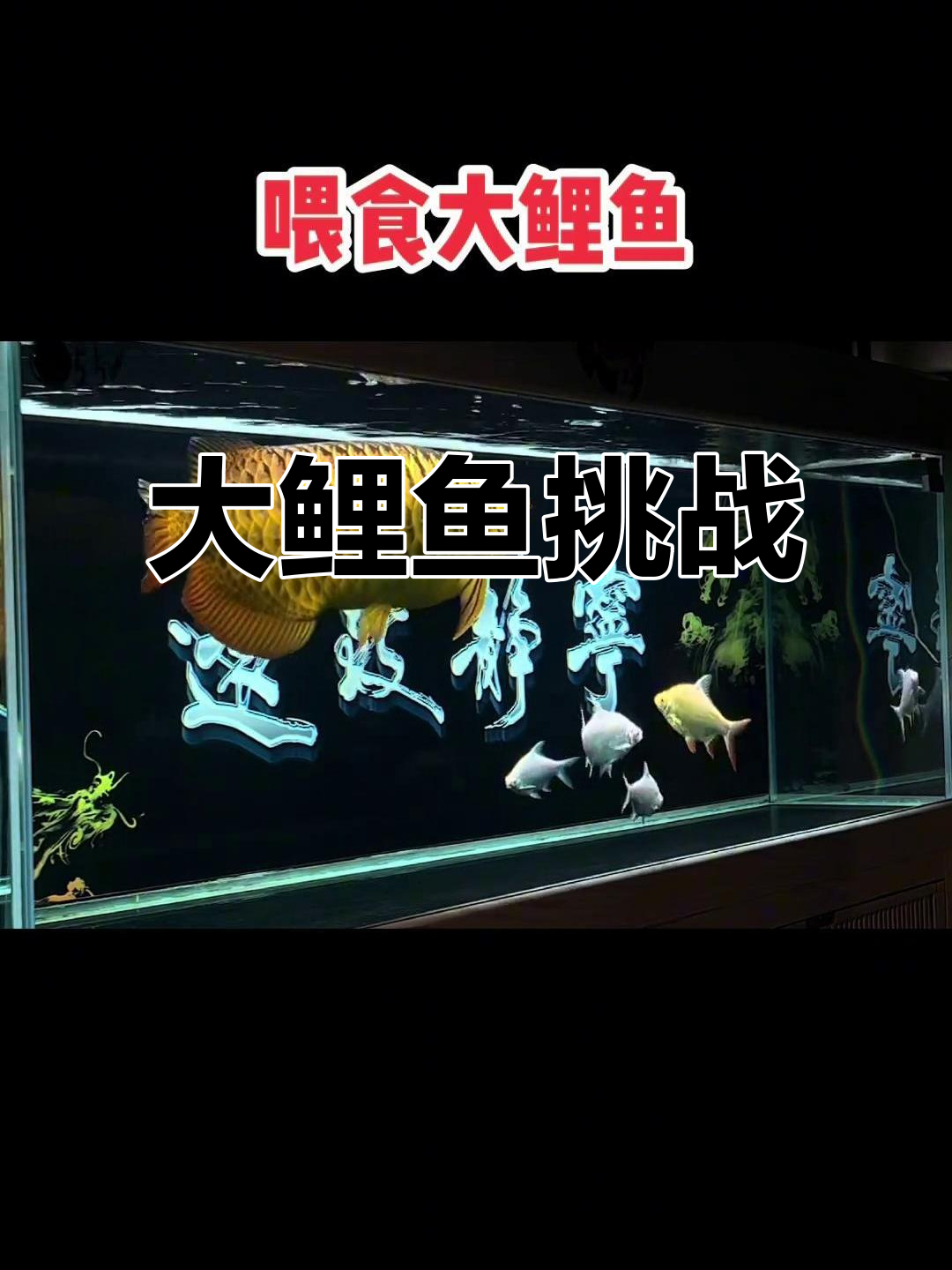 谁见过比这更大的鲤鱼?65公分震撼登场!