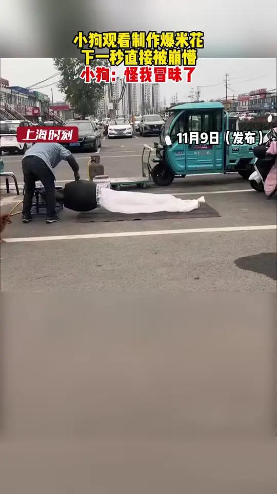 小狗观看制作爆米花,下一秒直接被崩懵,小狗:怪我冒昧了……