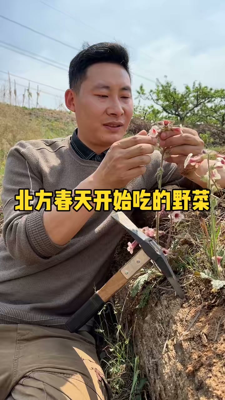 接下来北方人民要开始吃的野菜