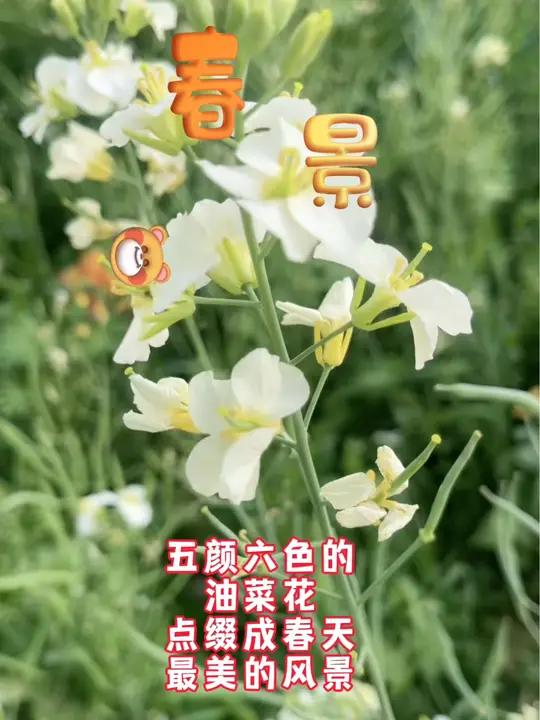 你们见过白色黄色红色紫色等等五颜六色的油菜花吗