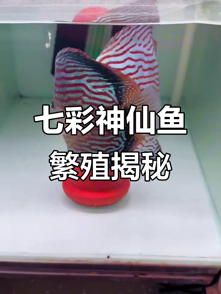 七彩神仙鱼繁殖秘辛:公母打架与卵的保护技巧