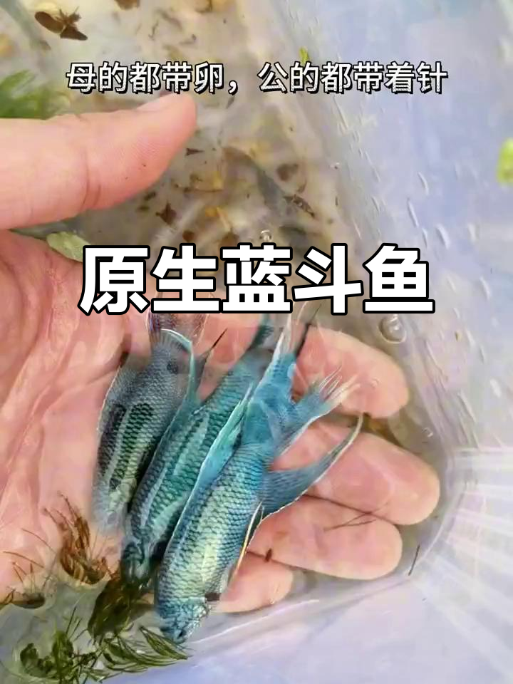 蓝色系斗鱼，原生冷水鱼无需打氧加温