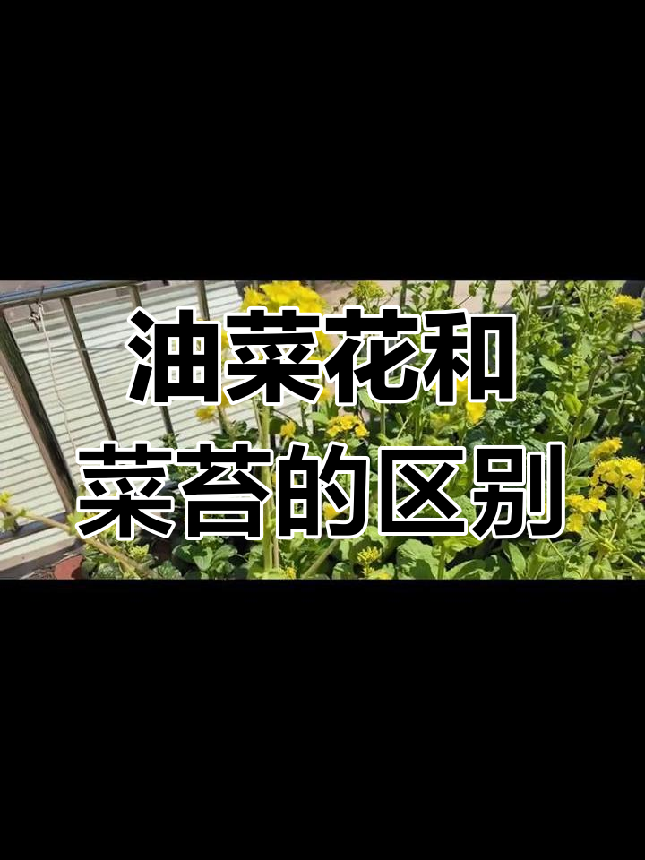 春天里的油菜花与菜苔,傻傻分不清