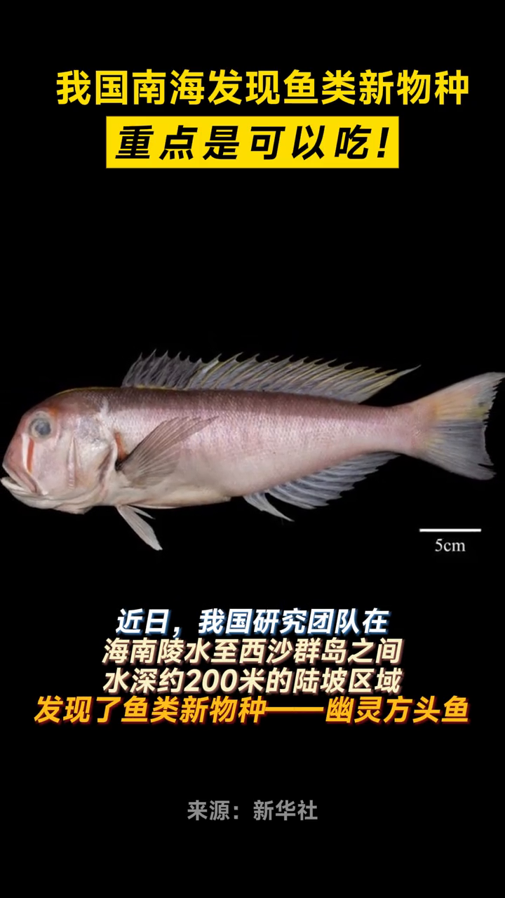 我国南海发现鱼类新物种!鱼市上有,你可能吃过!