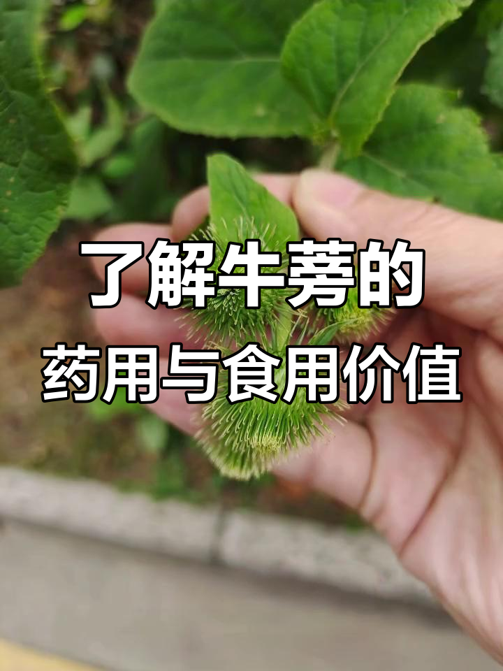 牛蒡:从恶食到美味药材,根茎如山药般生长
