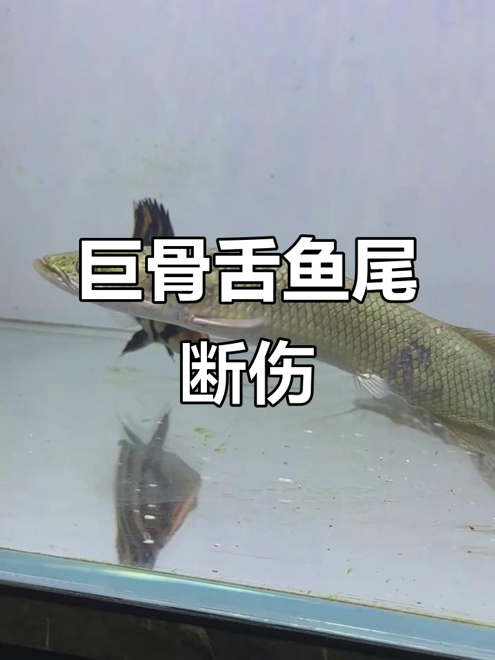 巨骨舌鱼被铅笔雷龙咬断尾巴,伤势惨重
